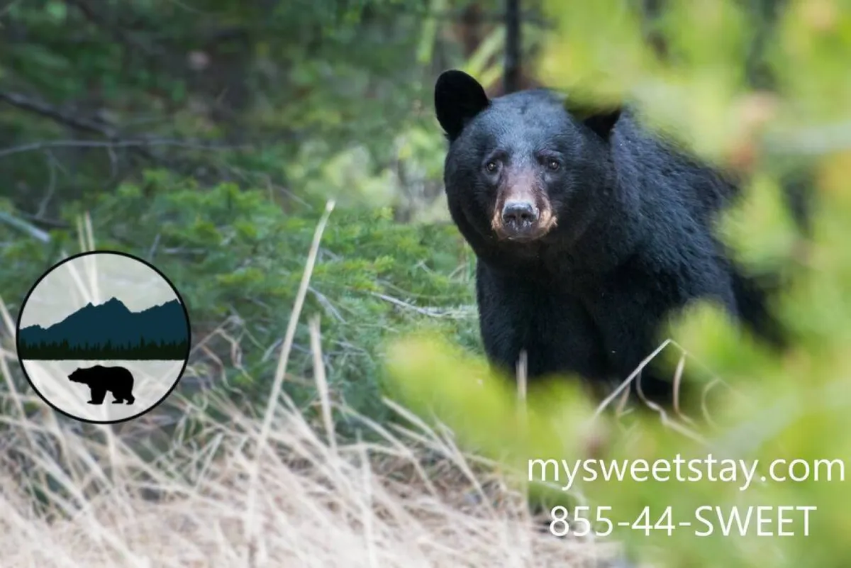 An exterior scene featuring a black bear amidst lush green surroundings, evoking a sense of adventure and a close connection with nature. The image suggests hiking, wildlife observation, and exploration of the local environment, complemented by the vibrant greenery that characterizes spring and summer.